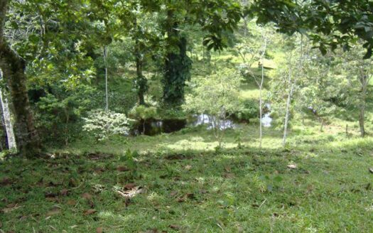 65 hectare dream land for sale!