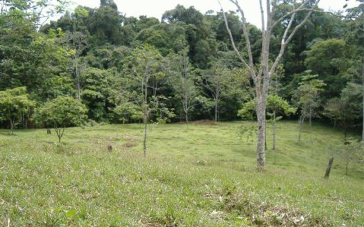 65 hectare dream land for sale!