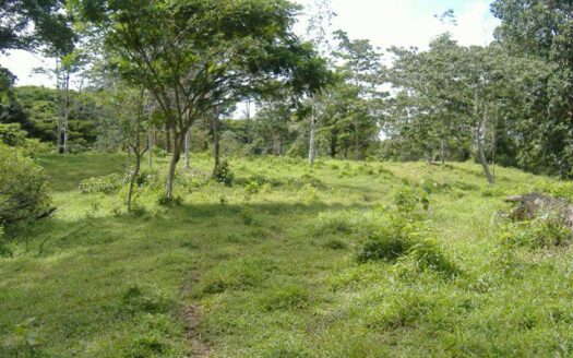 65 hectare dream land for sale!