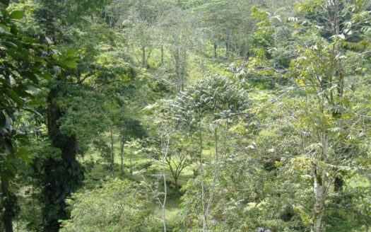 65 hectare dream land for sale!