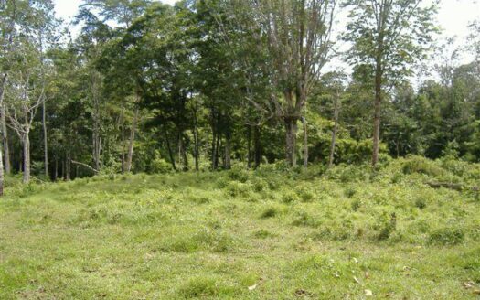 65 hectare dream land for sale!